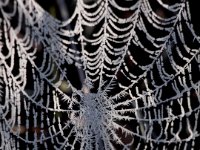 Frosty Web